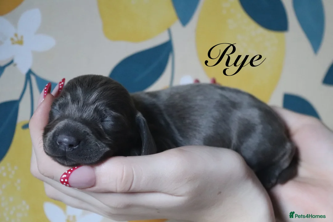Miniature Dachshund dogs for sale: Miniature Dachshund pups❤️ - Advert 14