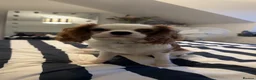 Cavalier King Charles Spaniel dogs for sale: 10 month old King Charles Cavalier in Ossett - Advert 2