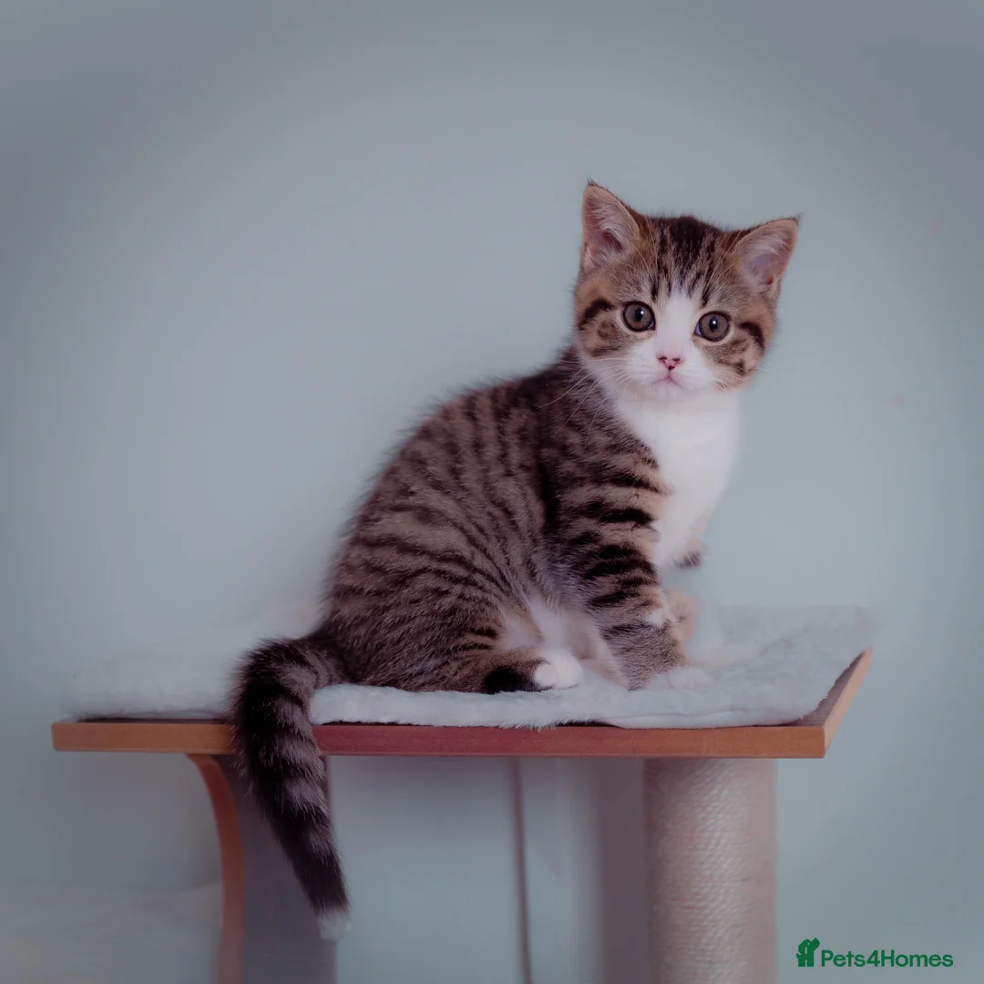 Scottish Fold cats for sale: The highest breeding quality Scottish Straight  - Advert 2