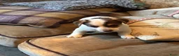 Jack Russell dogs for sale: 2 remaining Traditional Jack Russell’s  - Advert 11