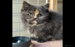 British Shorthair cats for sale: British Shorthair kittens - Image 13