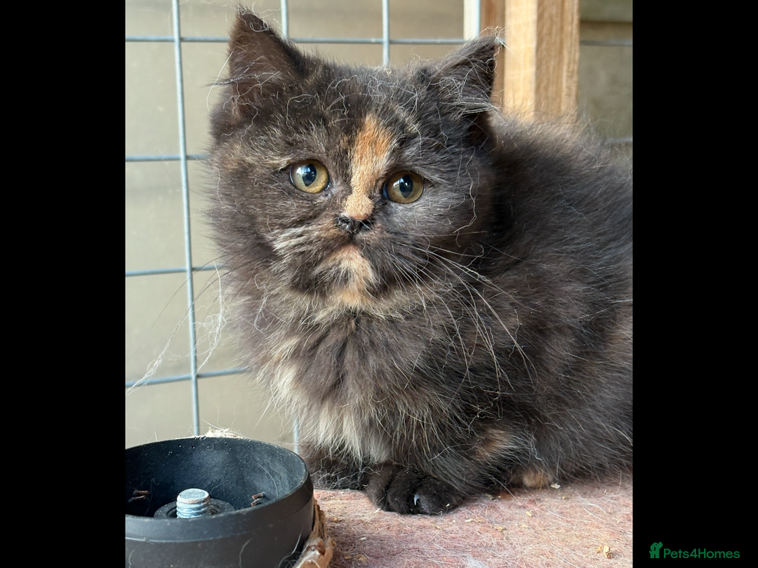 British Shorthair cats for sale: British Shorthair kittens - Image 13