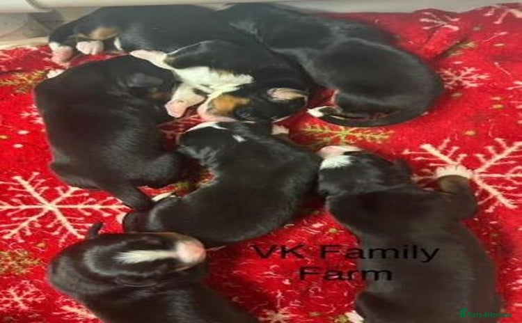 Bernese Mountain Dog dogs - Advert 1