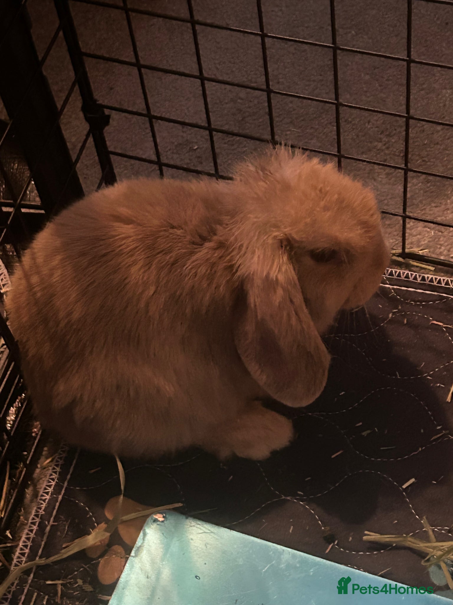 Mini Lop rabbits  selling two baby mini lops  - Advert 2