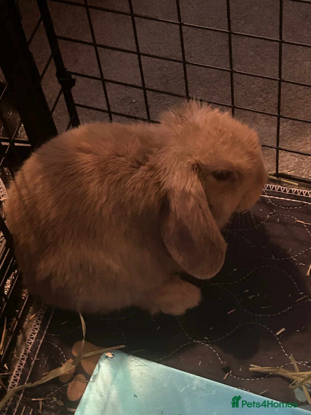 Mini Lop rabbits for sale: Two baby mini lops and accessories pls read  - Advert 1
