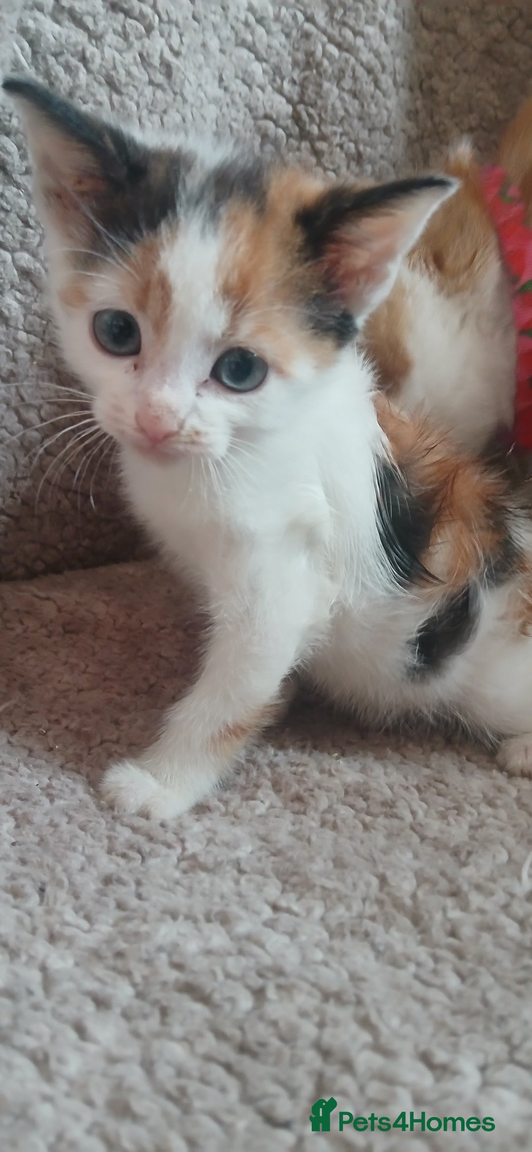 Mixed Breed cats for sale: 3 ginger males 1 calico female - Image 7