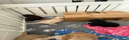 Cocker Spaniel dogs for sale: Stunning litter of home bred working cockers in Accrington - Advert 17