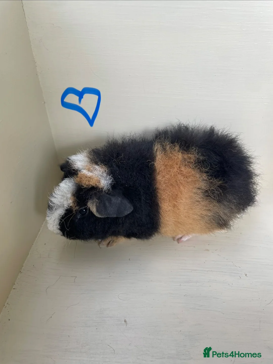 Guinea Pig rodents for sale: Baby Teddy Guinea pigs. Boys & girls  - Advert 1