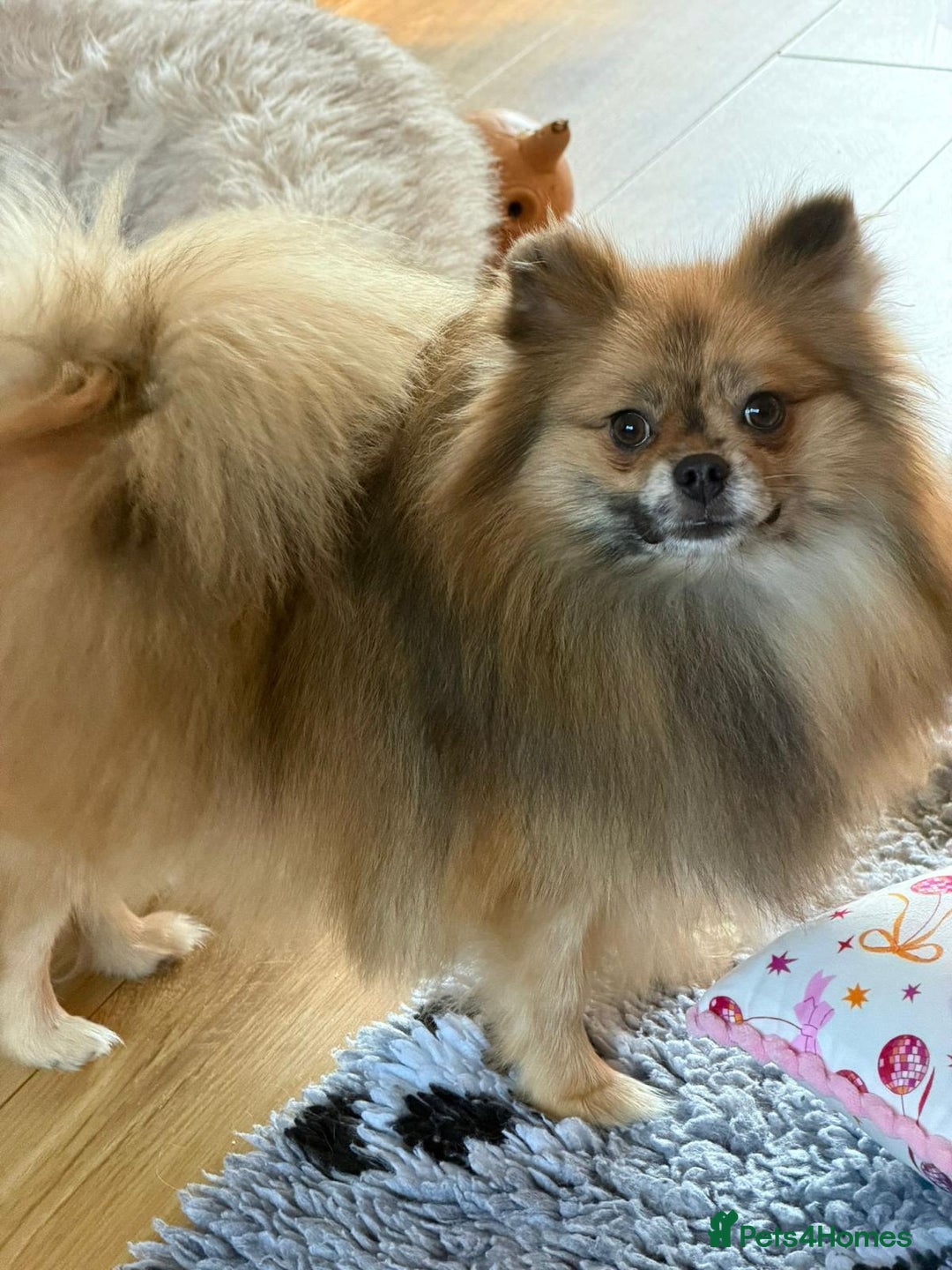Pomeranian dogs for sale:  Adult merle Pomeranians reduced 🌈 - Advert 4