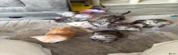 Maine Coon cats for sale: Stunning Maine coon kittens 4 available - Advert 27