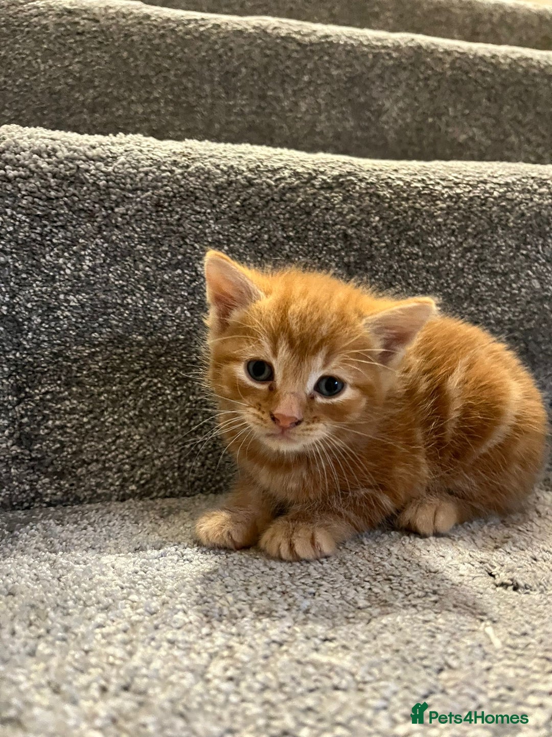 Mixed Breed cats for sale: Loving kittens - Advert 7