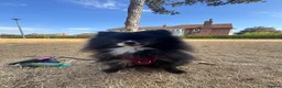 Pomeranian dogs for sale: Lola- 2 year old Pomeranian  in Aylesbury - Advert 2