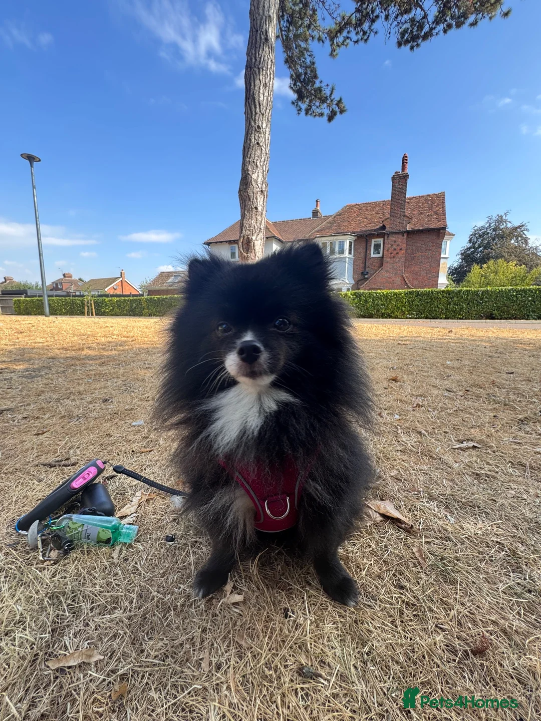 Pomeranian dogs for sale: Lola- 2 year old Pomeranian  in Aylesbury - Advert 2