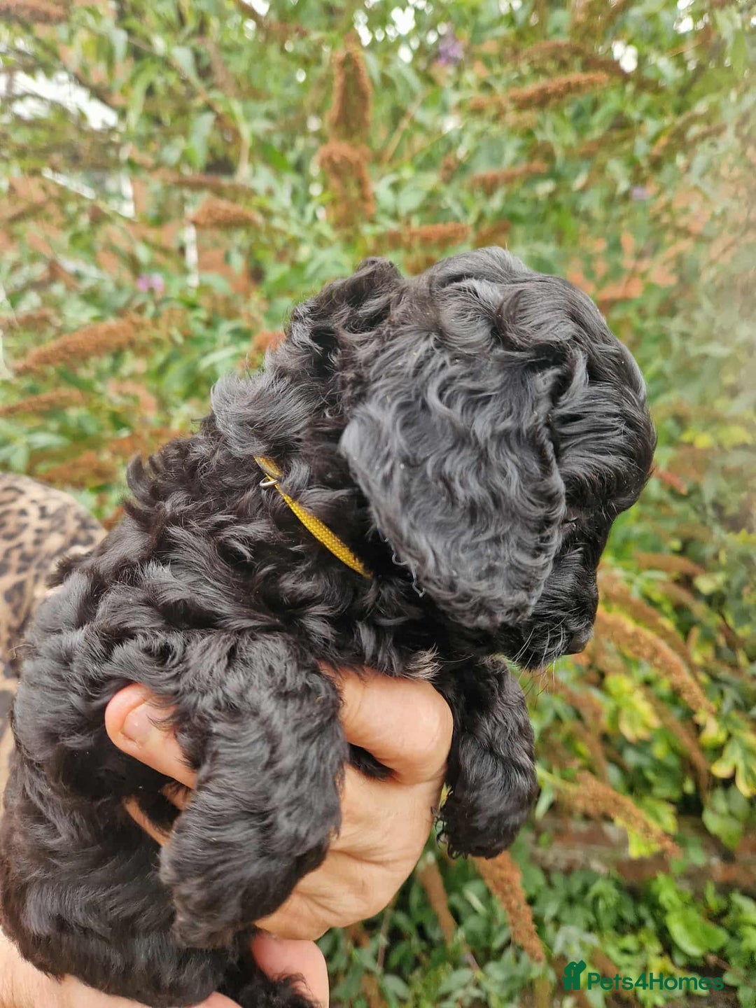 Cockapoo dogs for sale: 5 STAR FULLY DNA HEALTH TESTED F1B COCKAPOOS - Image 8