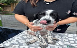 Pointer dogs for sale: ⭐️ LAST MALE PUP REMAINING!⭐️ - Image 21