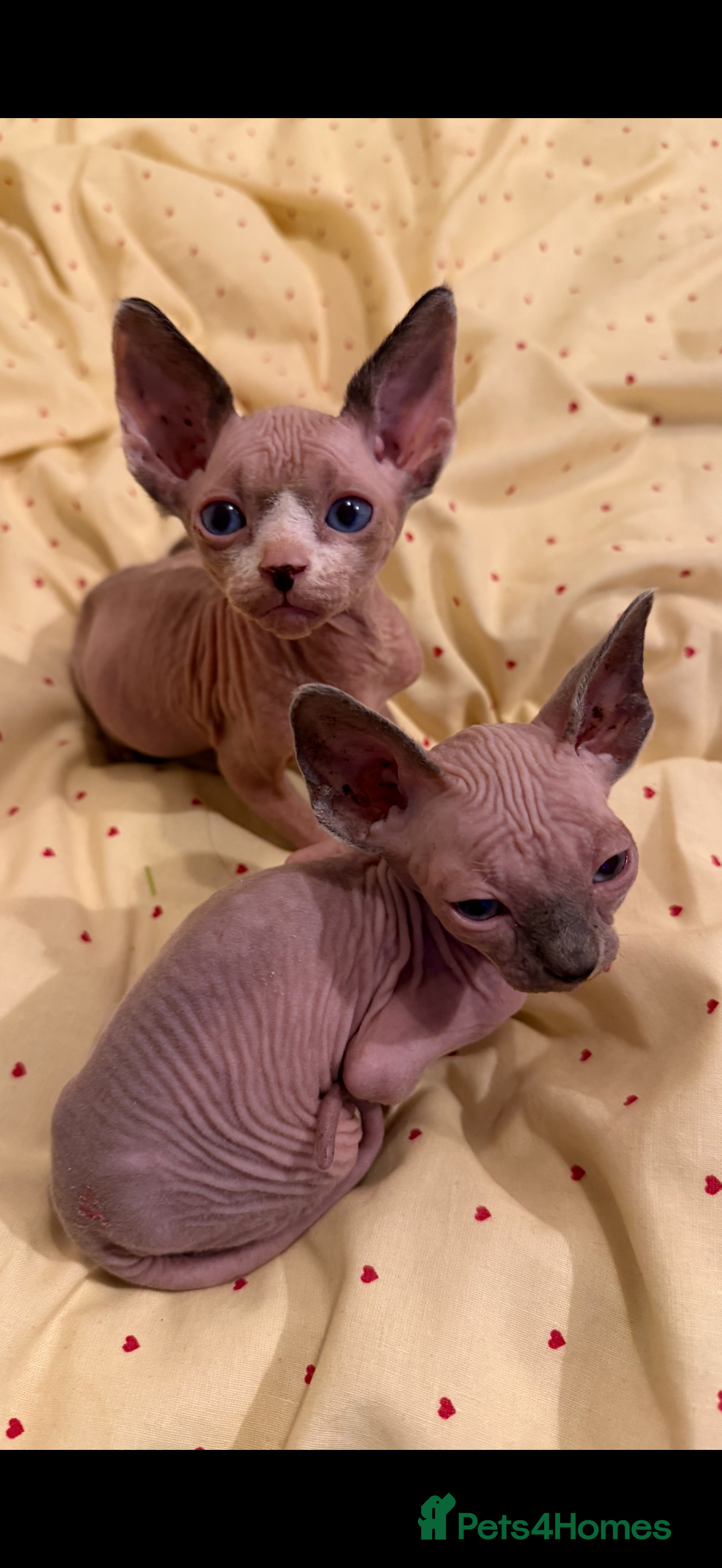 Sphynx cats beautiful sphynx kittens for sale   - Advert 3