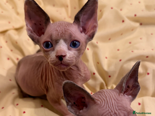 Sphynx cats beautiful sphynx kittens for sale - Advert 3