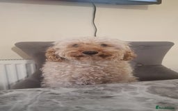 Miniature Poodle dogs for stud: For stud only proven kc reg miniature poodle  in Godalming - Image 1