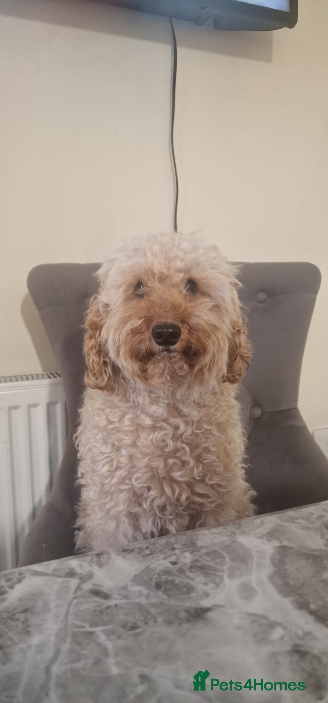 Miniature Poodle dogs for stud: For stud only proven kc reg miniature poodle  in Godalming - Image 1