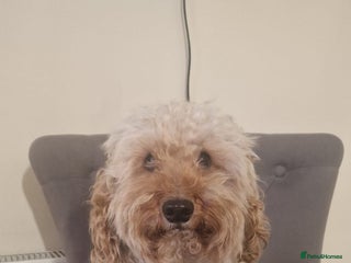 Miniature Poodle dogs in Godalming - Advert 8