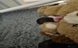 Boston Terrier dogs for sale: Boston Terrier Puppies  - Advert 3