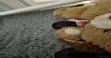 Boston Terrier dogs Boston Terrier Puppies  - Advert 5