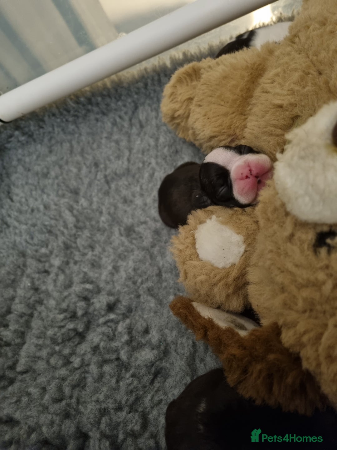 Boston Terrier dogs for sale: Boston Terrier Puppies  - Advert 3