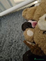 Boston Terrier dogs Boston Terrier Puppies - Advert 5