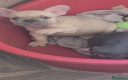 French Bulldog dogs for sale: French bulldog Izabella  - Image 2