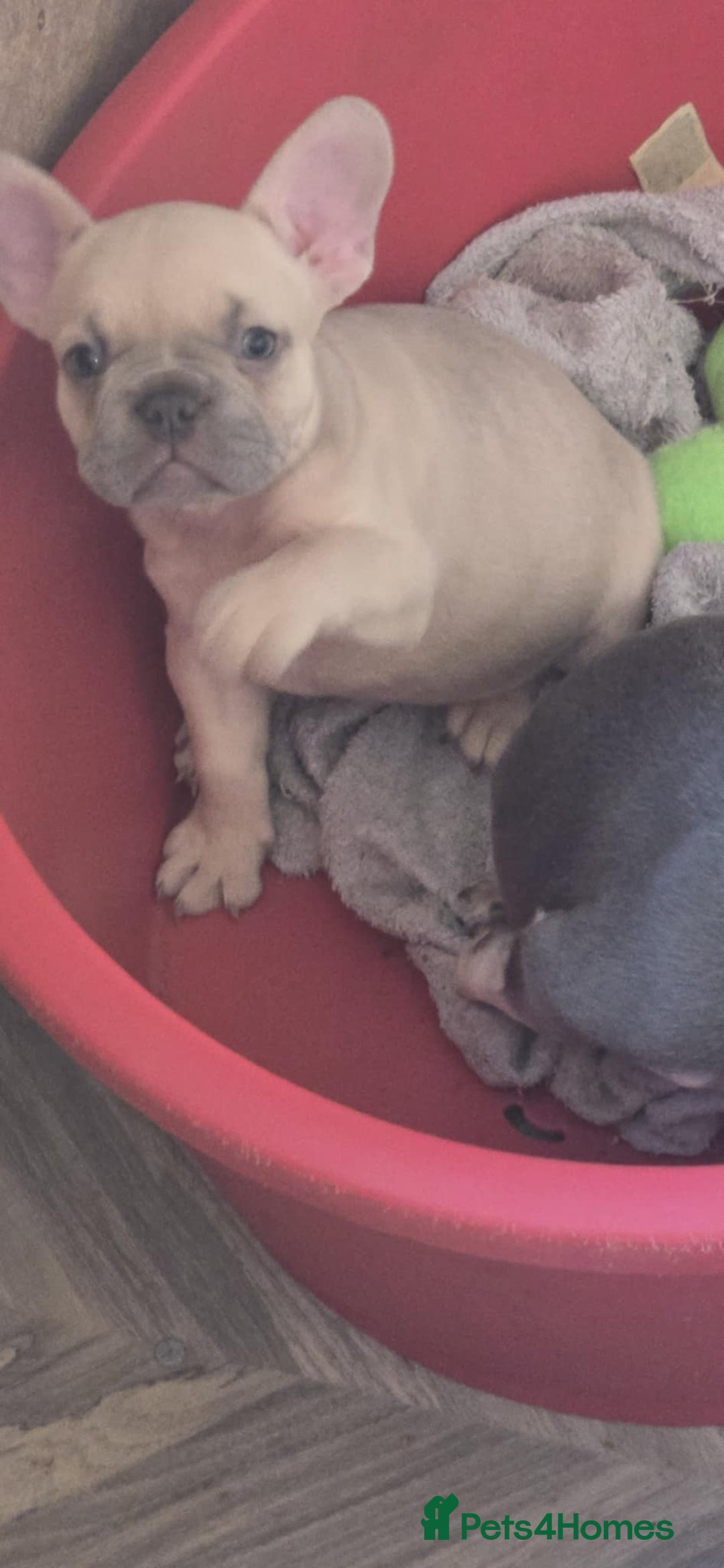 French Bulldog dogs for sale: French bulldog Izabella  - Image 2