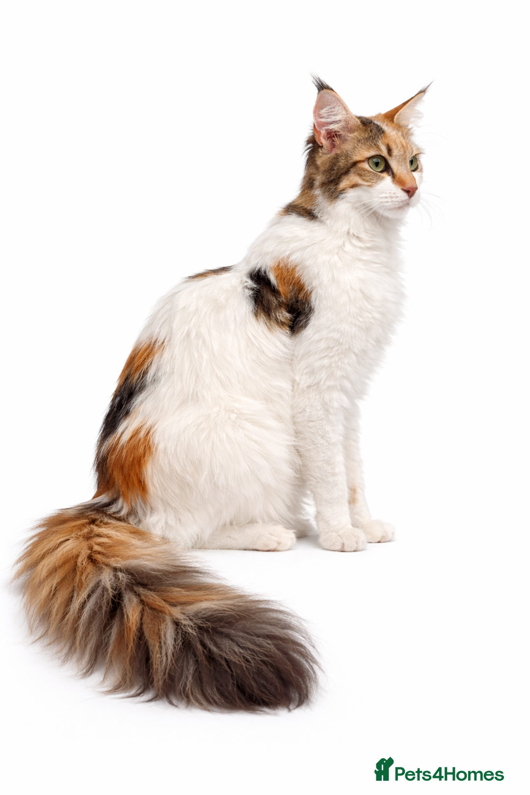 Maine Coon cats for sale: Mainecoon X tabby kittens 🐈‍⬛  - Advert 4