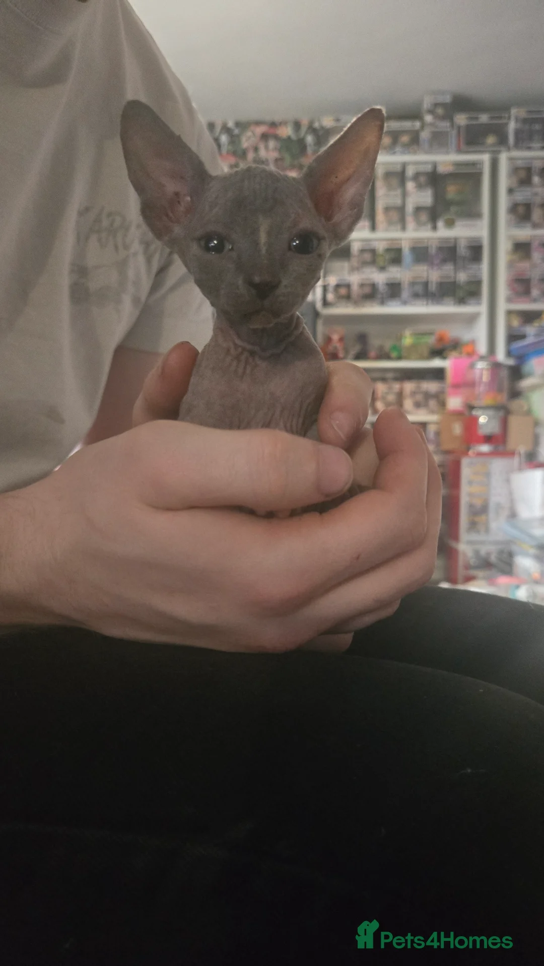 Sphynx cats for sale: 3 beautiful sphynx - Advert 1