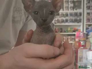 Sphynx cats 3 beautiful sphynxs - Advert 1