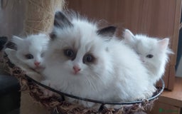 Ragdoll cats for sale: RAGDOLLS BICOLOUR BOY GIRLS BLUE EYES READY NOW  - Advert 31