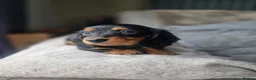 Miniature Dachshund dogs for sale: ❤️KC registered miniature dachshund puppies❤️ - Advert 7