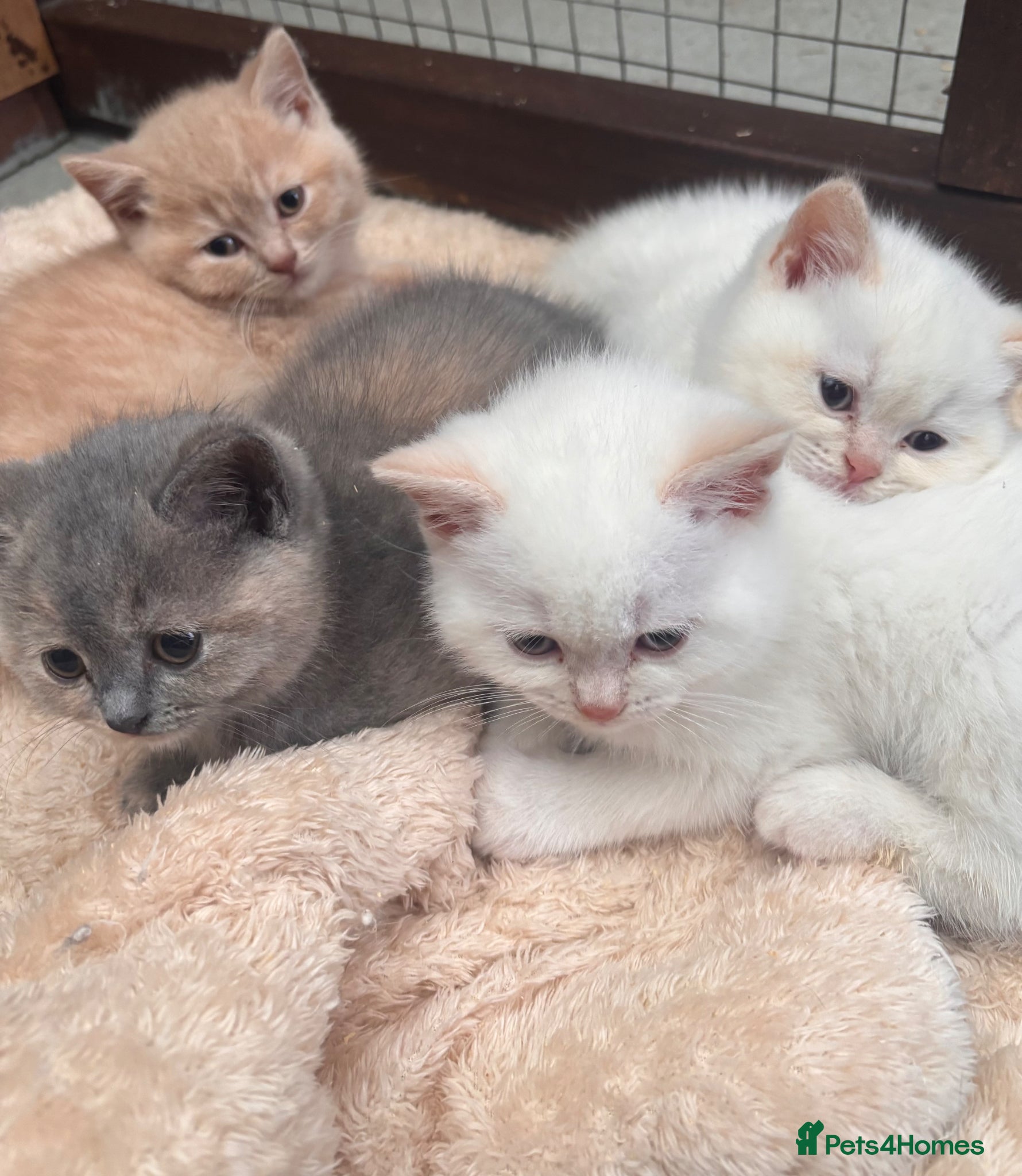 British Shorthair cats GGCF Registered British shorthair male kittens  - Advert 4