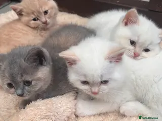 British Shorthair cats GGCF Registered British shorthair male kittens - Advert 5