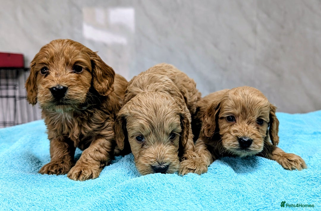 Cockapoo dogs for sale: F1 cockapoo puppies from health tested parents - Image 4