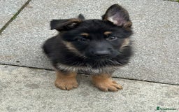 German Shepherd dogs for sale: GERMAN SHEPHERD  - Image 1