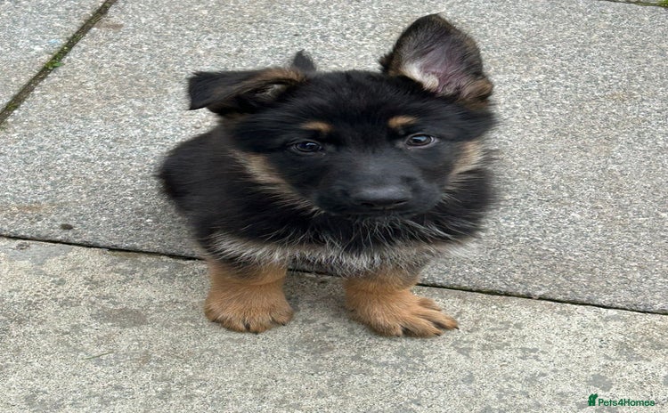 German Shepherd dogs - Advert 3