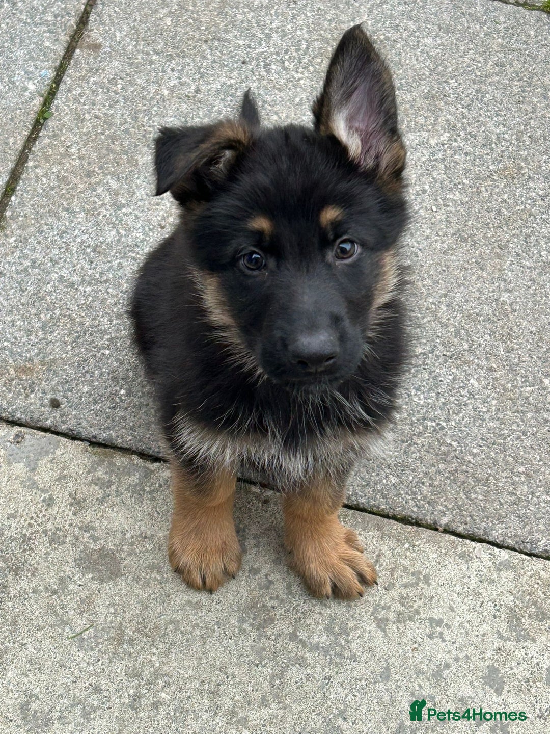 German Shepherd dogs for sale: GERMAN SHEPHERD  - Image 1