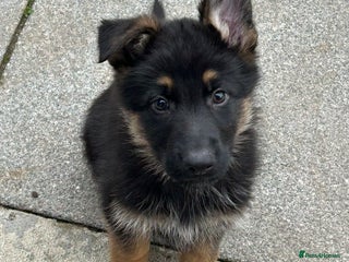 German Shepherd dogs - Advert 1