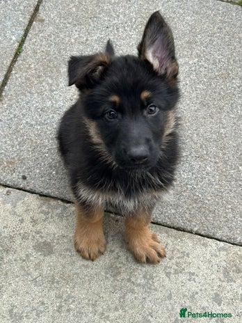 German Shepherd dogs - Advert 14