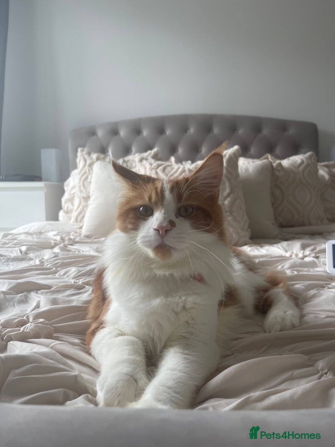 Maine Coon cats for sale: 2 year old main coon  - Advert 5