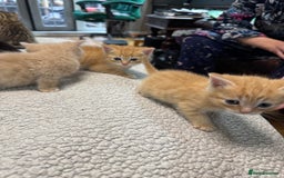 British Shorthair cats for sale: Stunning British Short Hair kittens for sale - Image 16