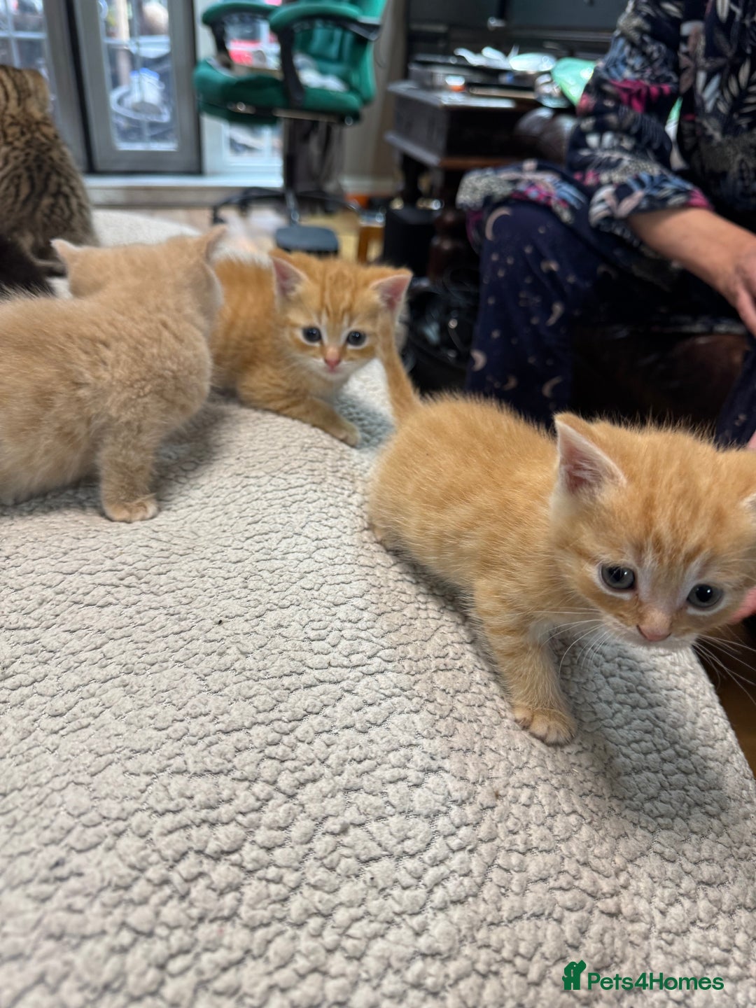 British Shorthair cats for sale: Stunning British Short Hair kittens for sale - Image 16