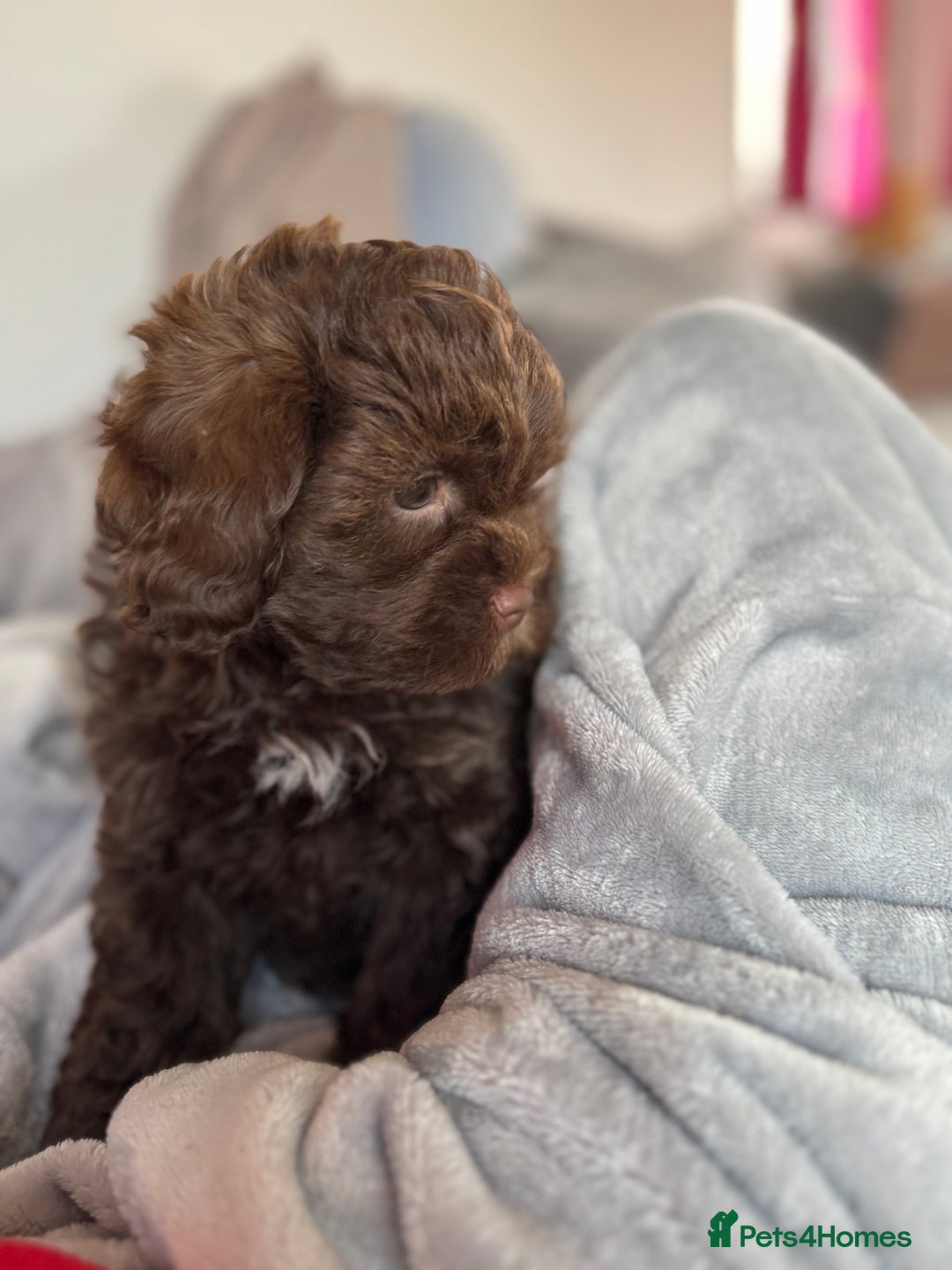 Shihpoo dogs for sale: Outstanding Shihpoo puppies - Image 6