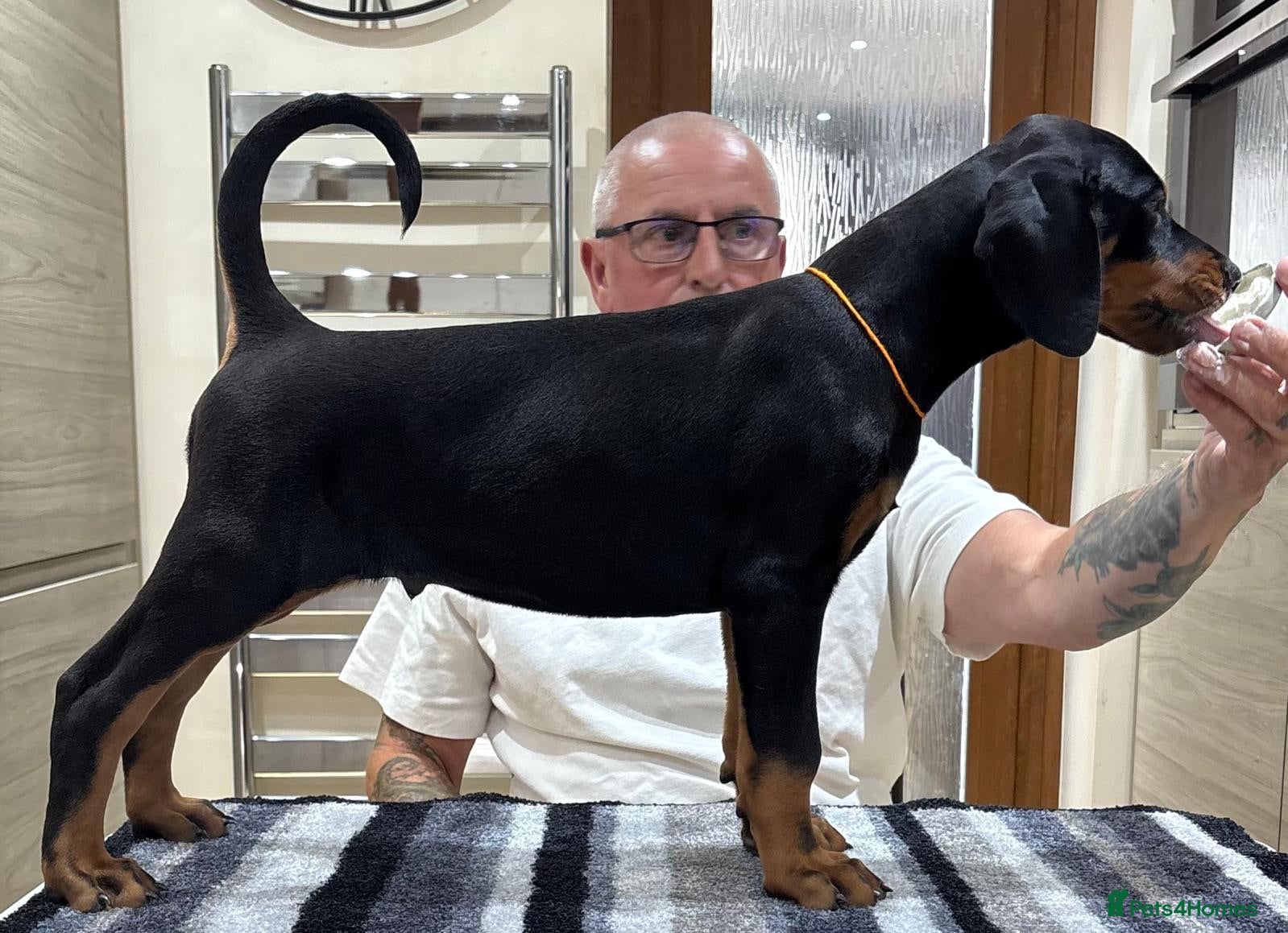 Dobermann dogs Top Quality Dobermann Puppies Available - Advert 1