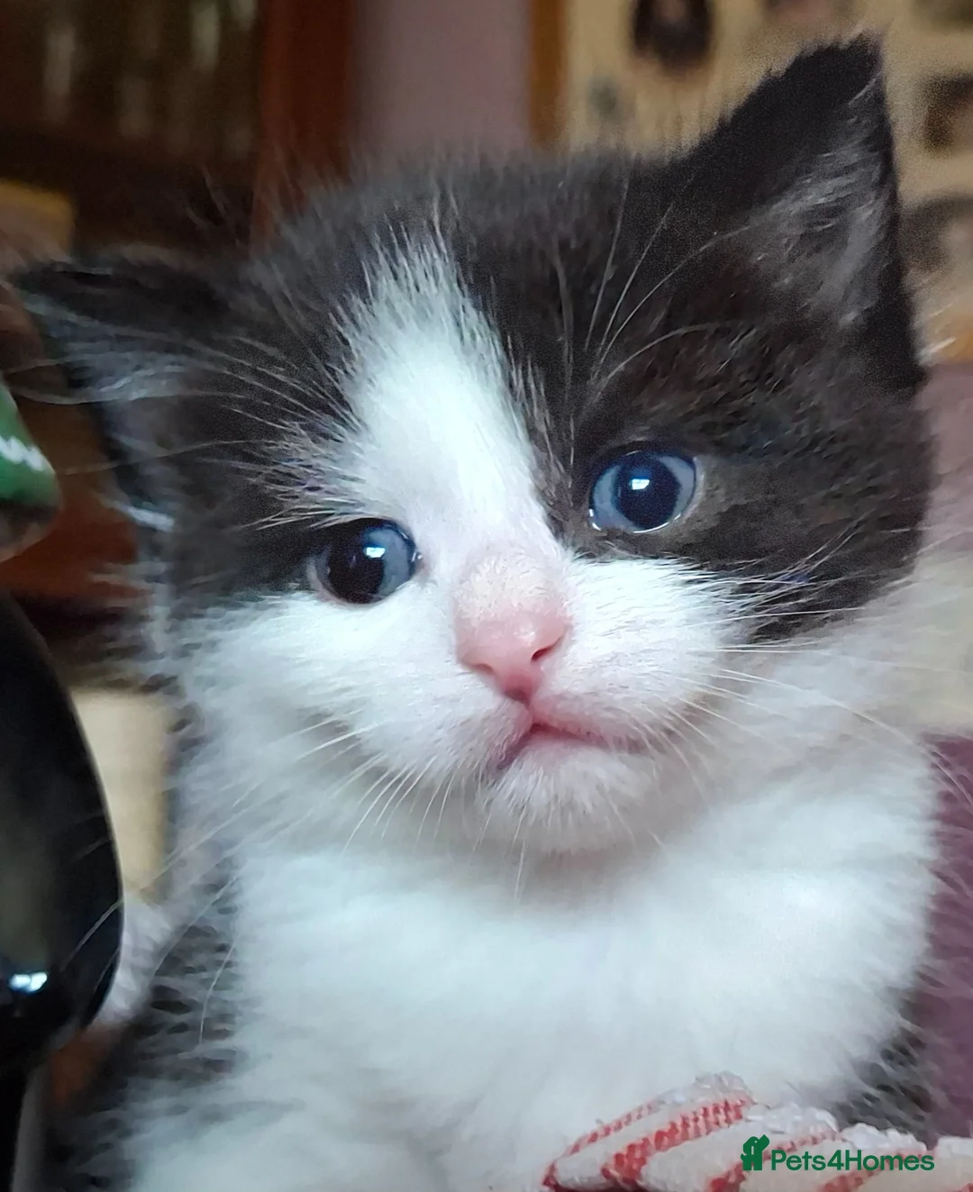 Mixed Breed cats for sale: Beautiful baby kittens.  in Larbert - Advert 1