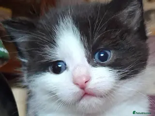 Mixed Breed cats Beautiful baby kittens. - Advert 1